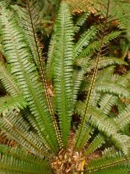 Blechnum discolor. Fertile fronds showing transition from entirely fertile pinnae distally to entirely sterile proximally.
 Image: L.R. Perrie © Te Papa CC BY-NC 3.0 NZ